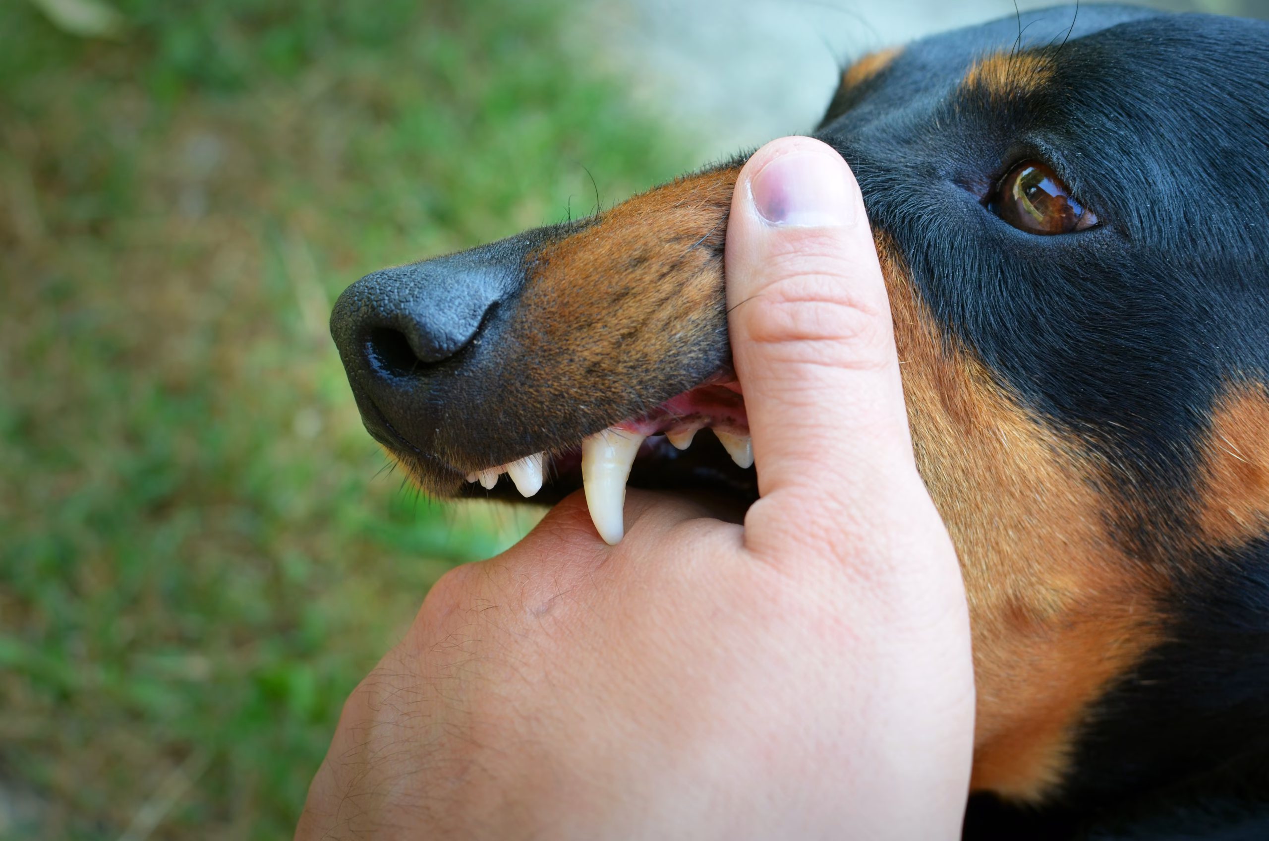 Is Urgent Care the Right Choice for Treating a Dog Bite?